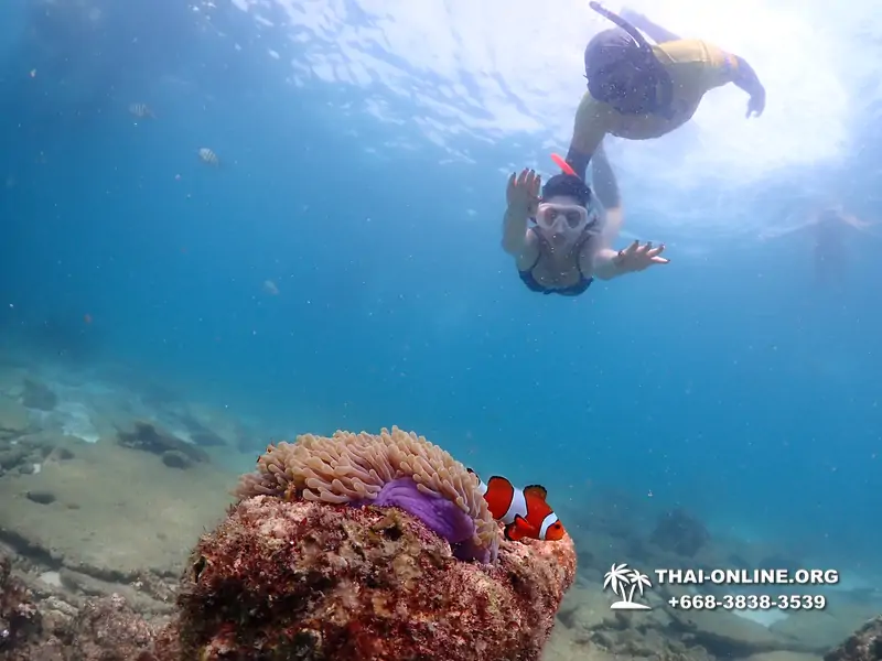 Подводная Одиссея тур Паттайя Тайланд фото 142