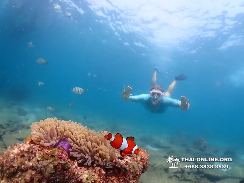 Подводная Одиссея тур Паттайя Тайланд фото 124