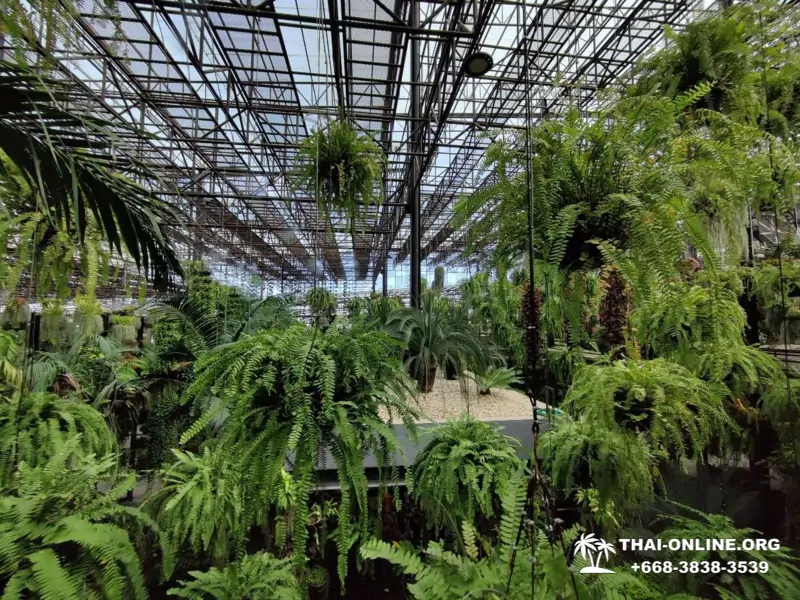 Тропический сад Нонг Нуч экскурсия в Паттайе Тайланде - фото 111