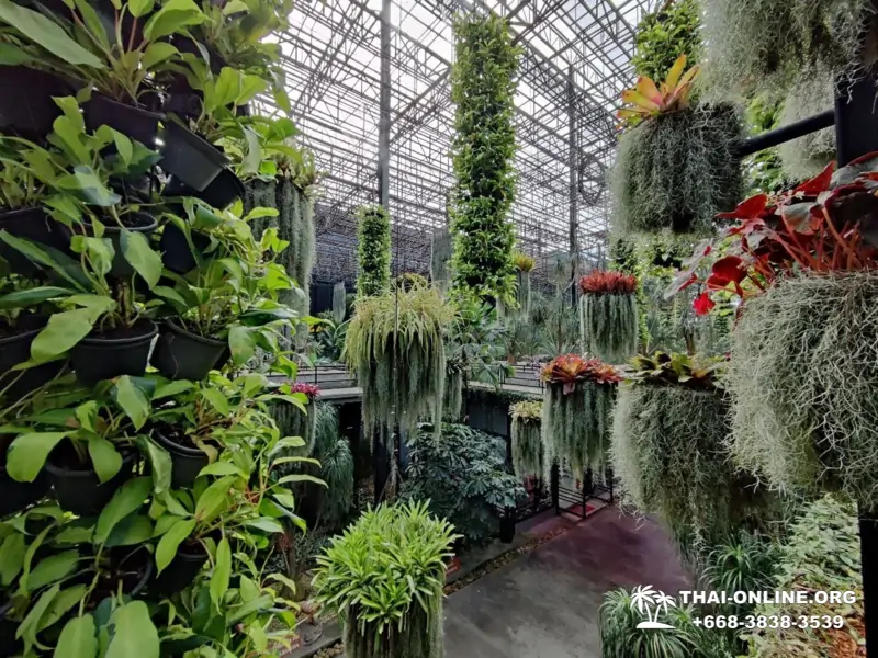 Тропический сад Нонг Нуч экскурсия в Паттайе Тайланде - фото 138
