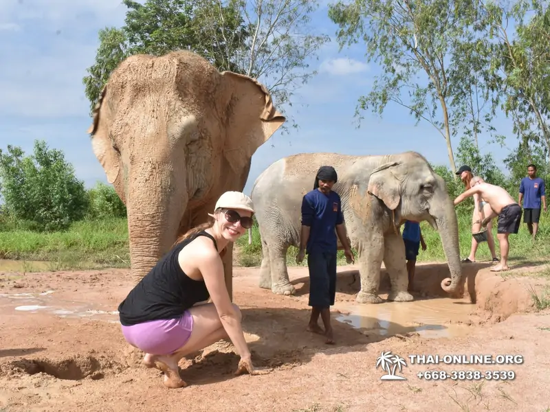 Заповедник слонов Elephant Jungle Sanctuary тур в Паттайе по цене выгоднее Klook Travel и Seven Countries - фото 32
