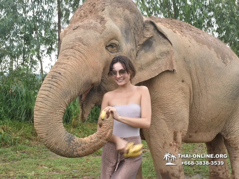 Заповедник слонов Elephant Jungle Sanctuary тур в Паттайе по цене выгоднее Klook Travel и Seven Countries - фото 29