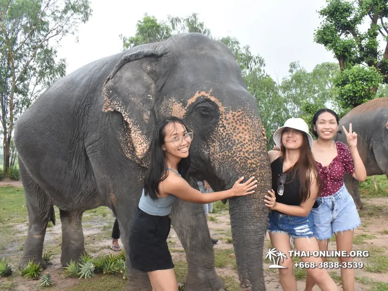 Заповедник слонов Elephant Jungle Sanctuary тур в Паттайе по цене выгоднее Klook Travel и Seven Countries - фото 19