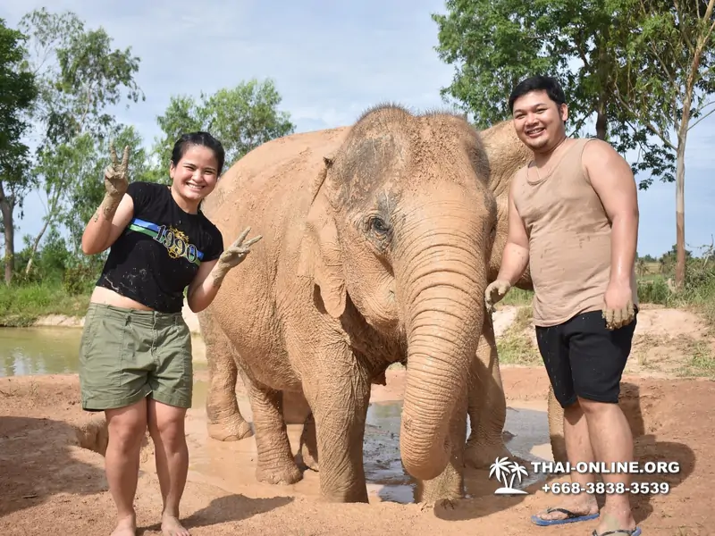 Заповедник слонов Elephant Jungle Sanctuary тур в Паттайе по цене выгоднее Klook Travel и Seven Countries - фото 6