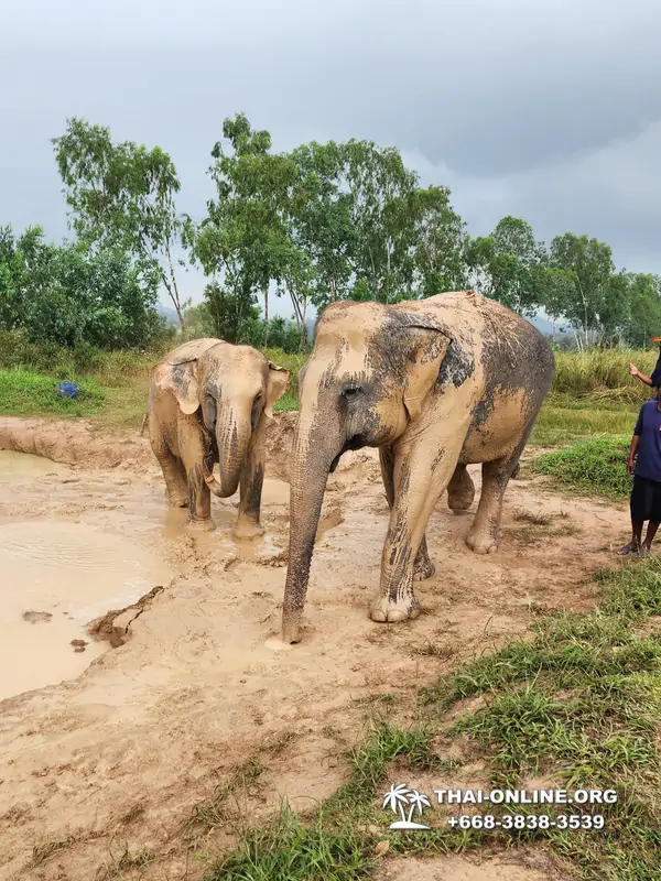 Заповедник слонов Elephant Jungle Sanctuary тур в Паттайе по цене выгоднее Klook Travel и Seven Countries - фото 26