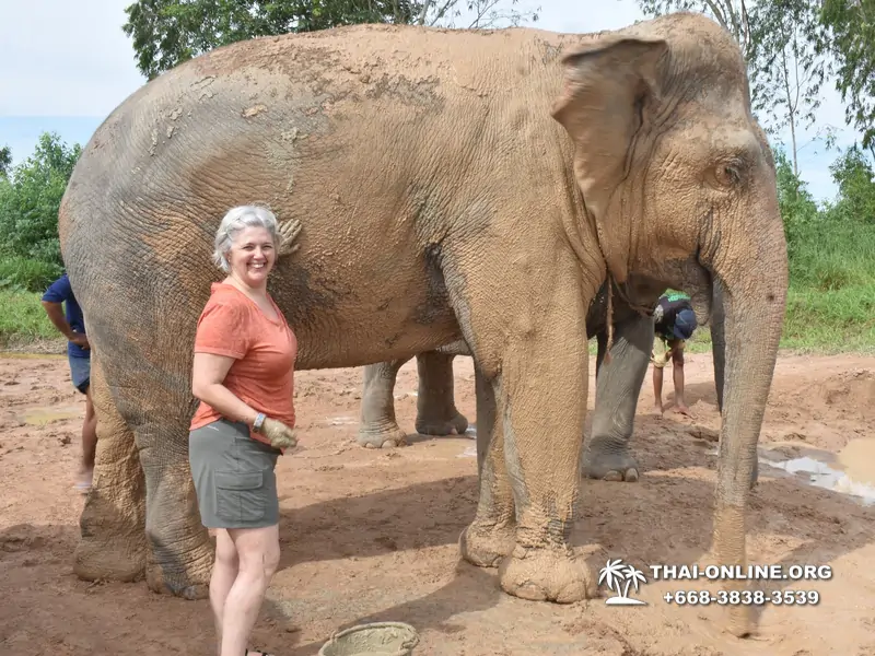 Заповедник слонов Elephant Jungle Sanctuary тур в Паттайе по цене выгоднее Klook Travel и Seven Countries - фото 33