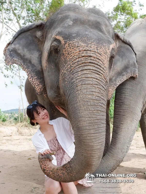Заповедник слонов Elephant Jungle Sanctuary тур в Паттайе по цене выгоднее Klook Travel и Seven Countries - фото 20