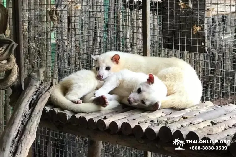 Экскурсия Детские Приключения в Паттайе Тайланде - фото 22