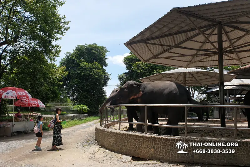 Экскурсия Семейный Зоотур Паттайя Тайланд фото 130