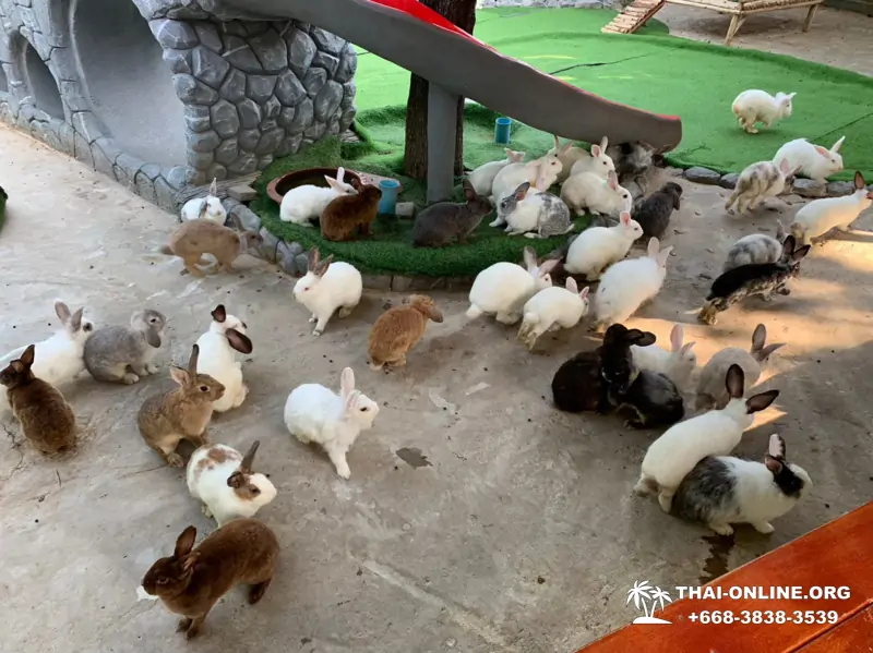Siri Park and Zoo Дискавери Тур в Паттайе Таиланде фото экскурсии 32