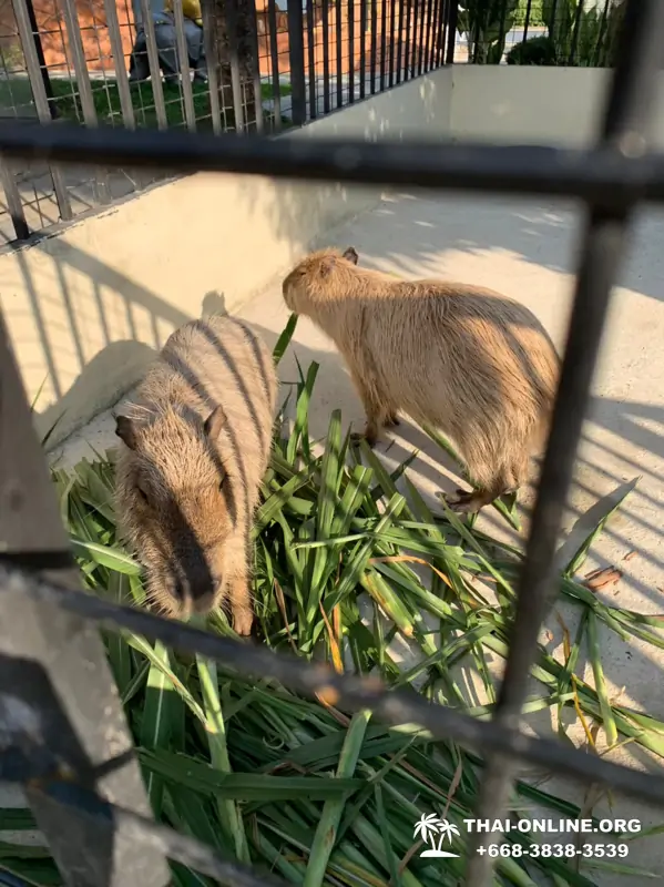 Siri Park and Zoo Дискавери Тур в Паттайе Таиланде фото экскурсии 30