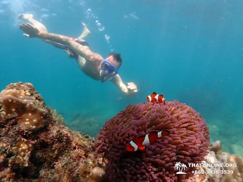 Остров Paradise турпоезка на Koh Chuang с Паттайи в Таиланде - фото 29