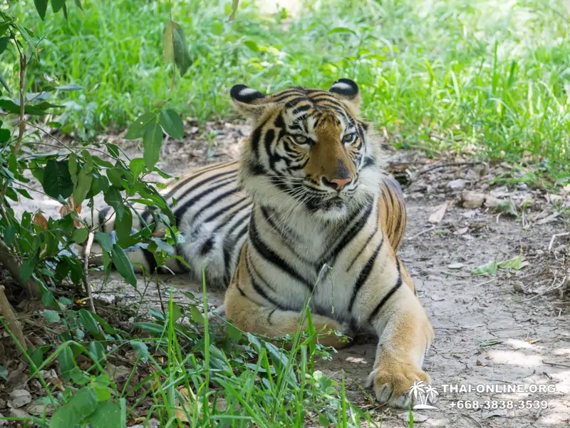 Река Квай Сафари экскурсия 2 дня из Паттайи - фото тура 33