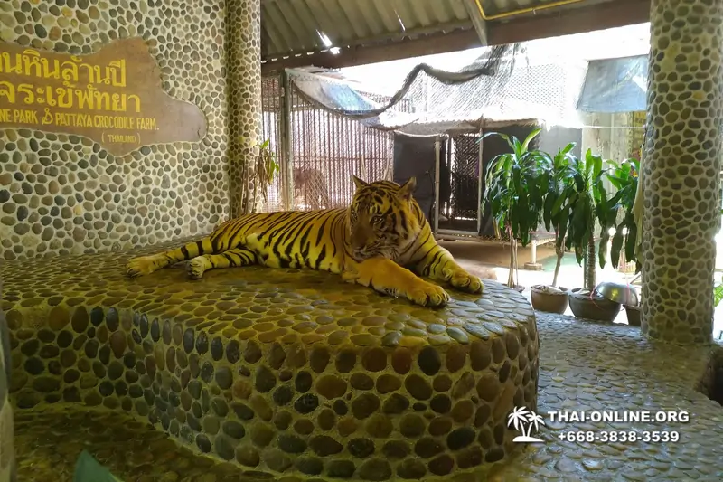 Паттайя Крокодиловая Ферма экскурсия с компанией Magic Thai Online - фото 142