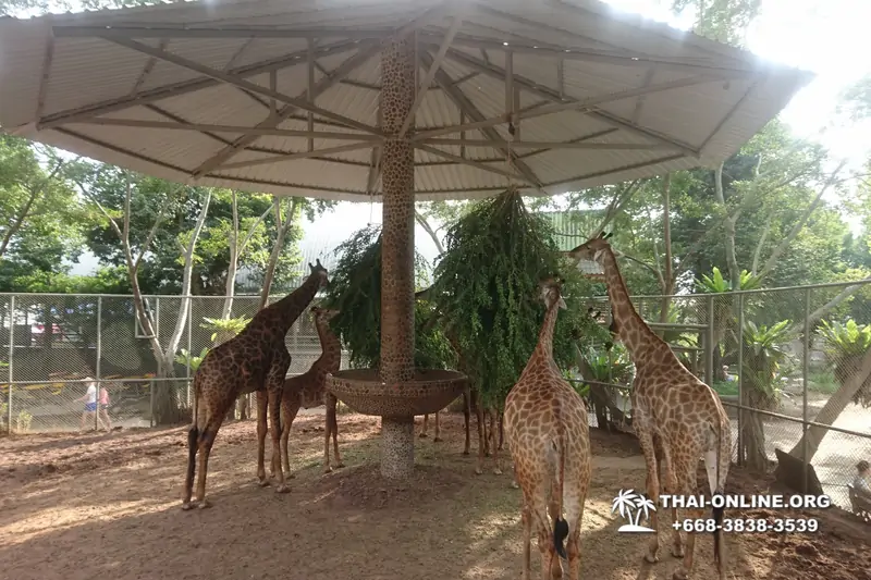 Паттайя Крокодиловая Ферма экскурсия с компанией Magic Thai Online - фото 127