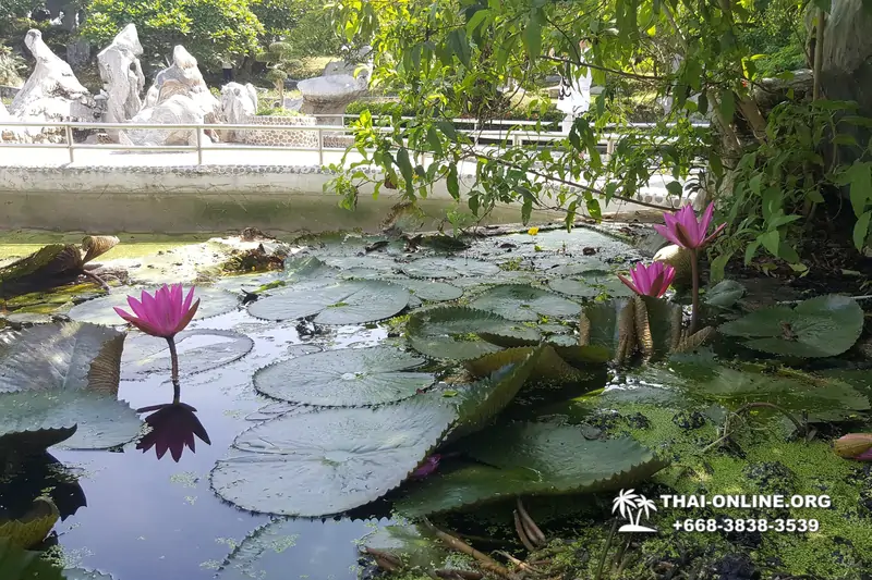 Паттайя Крокодиловая Ферма экскурсия с компанией Magic Thai Online - фото 29