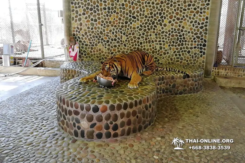 Паттайя Крокодиловая Ферма экскурсия с компанией Magic Thai Online - фото 24