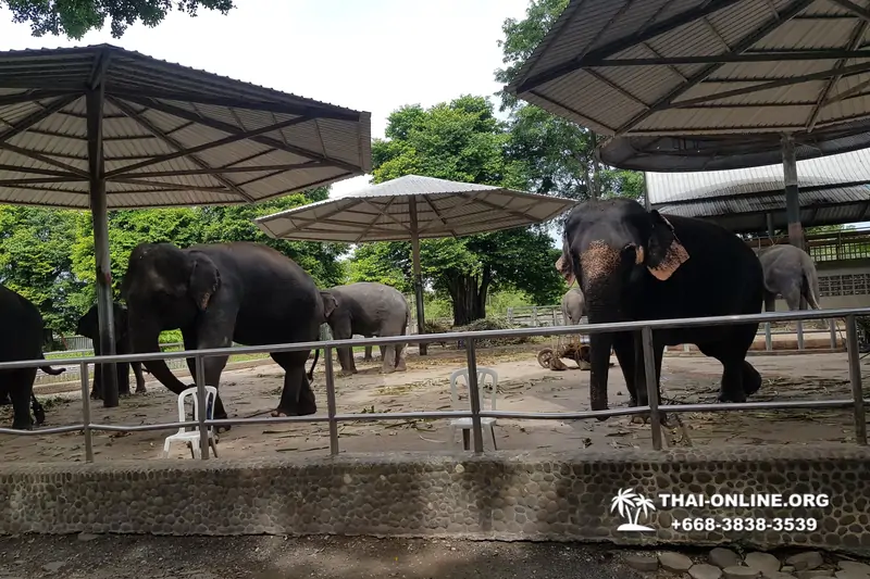Паттайя Крокодиловая Ферма экскурсия с компанией Magic Thai Online - фото 67