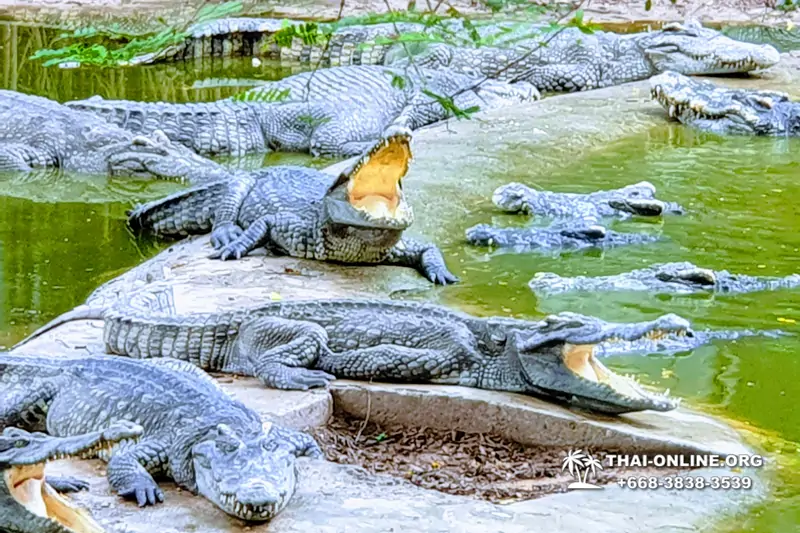 Паттайя Крокодиловая Ферма экскурсия с компанией Magic Thai Online - фото 89