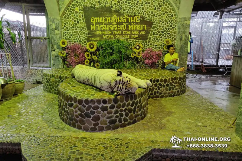 Паттайя Крокодиловая Ферма экскурсия с компанией Magic Thai Online - фото 32