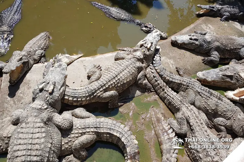 Паттайя Крокодиловая Ферма экскурсия с компанией Magic Thai Online - фото 35