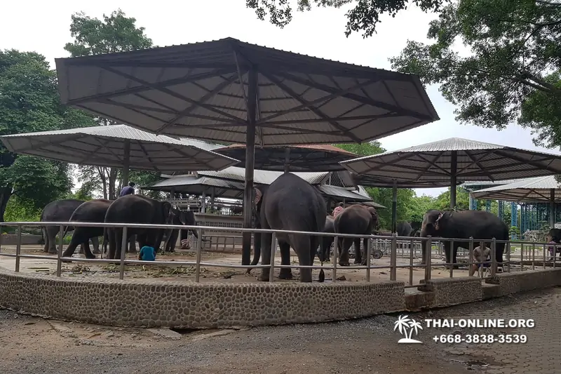 Паттайя Крокодиловая Ферма экскурсия с компанией Magic Thai Online - фото 55