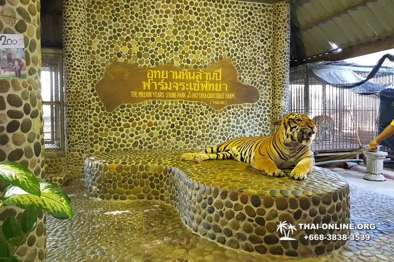 Паттайя Крокодиловая Ферма экскурсия с компанией Magic Thai Online - фото 7