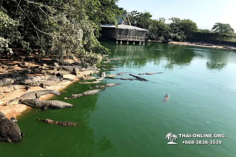 Паттайя Крокодиловая Ферма экскурсия с компанией Magic Thai Online - фото 149