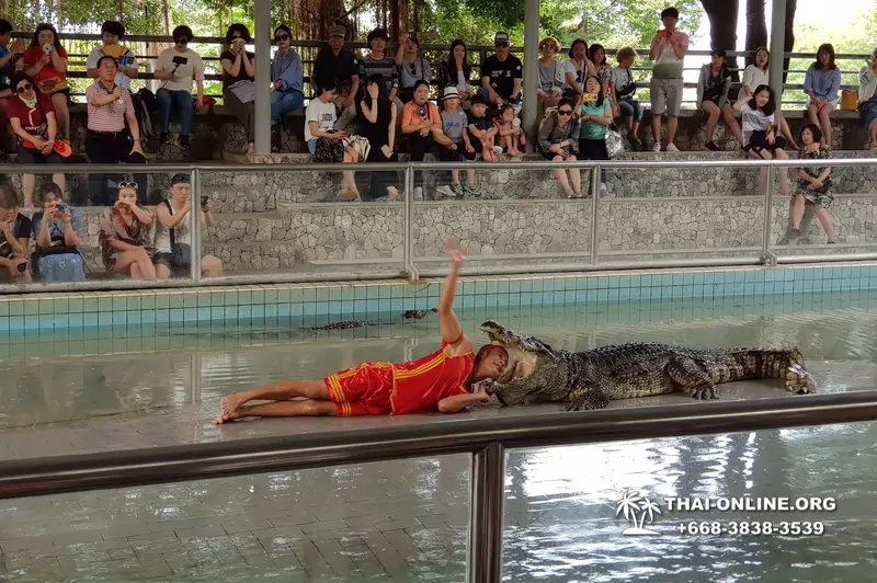 Паттайя Крокодиловая Ферма экскурсия с компанией Magic Thai Online - фото 60