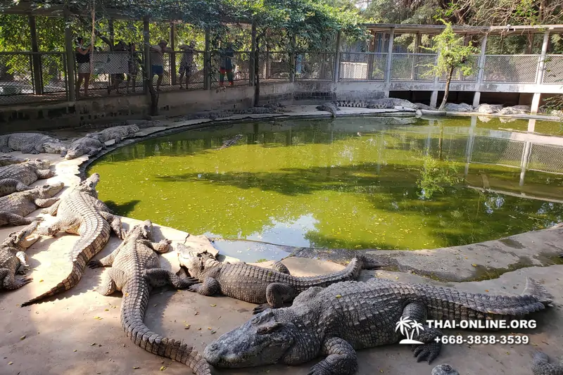 Паттайя Крокодиловая Ферма экскурсия с компанией Magic Thai Online - фото 26