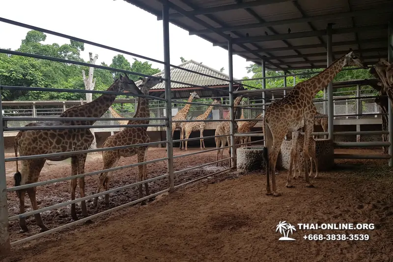 Паттайя Крокодиловая Ферма экскурсия с компанией Magic Thai Online - фото 70