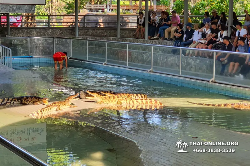Паттайя Крокодиловая Ферма экскурсия с компанией Magic Thai Online - фото 98