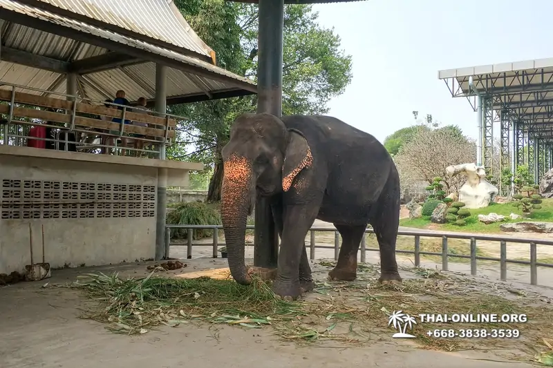 Паттайя Крокодиловая Ферма экскурсия с компанией Magic Thai Online - фото 68
