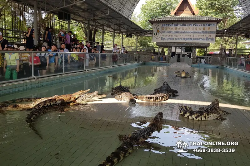 Паттайя Крокодиловая Ферма экскурсия с компанией Magic Thai Online - фото 84