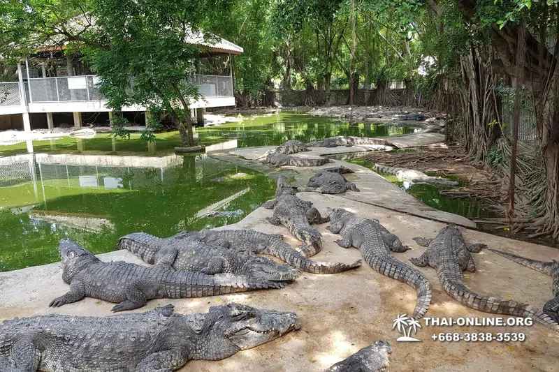 Паттайя Крокодиловая Ферма экскурсия с компанией Magic Thai Online - фото 12