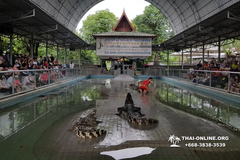 Паттайя Крокодиловая Ферма экскурсия с компанией Magic Thai Online - фото 85