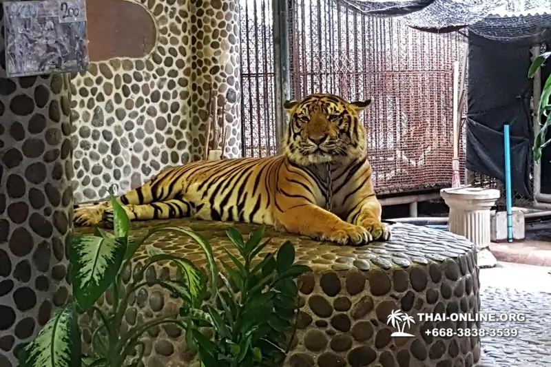 Паттайя Крокодиловая Ферма экскурсия с компанией Magic Thai Online - фото 88