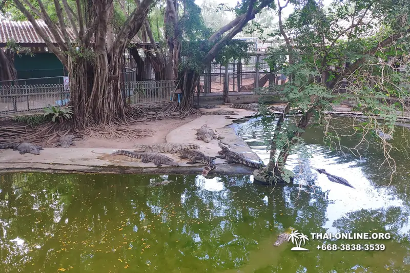 Паттайя Крокодиловая Ферма экскурсия с компанией Magic Thai Online - фото 38