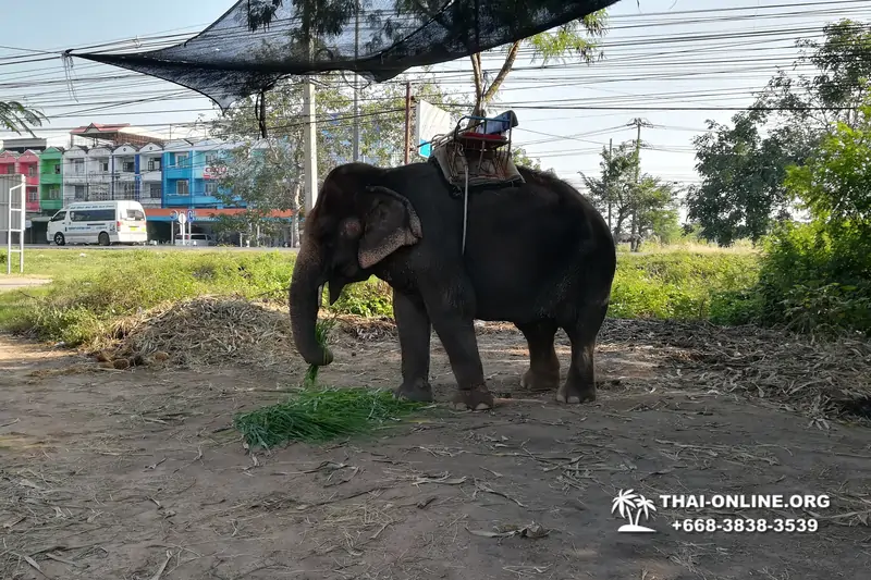 Деревня слонов поездка Тайланд фото Thai-Online 31