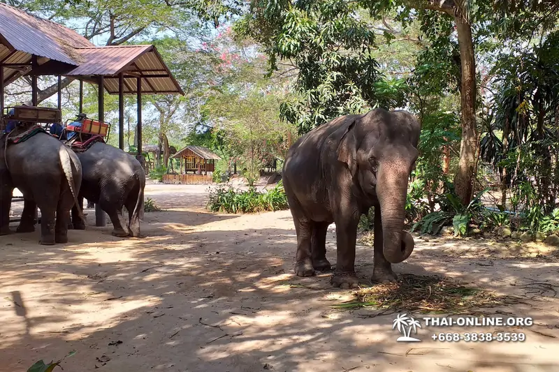 Деревня слонов поездка Тайланд фото Thai-Online 19