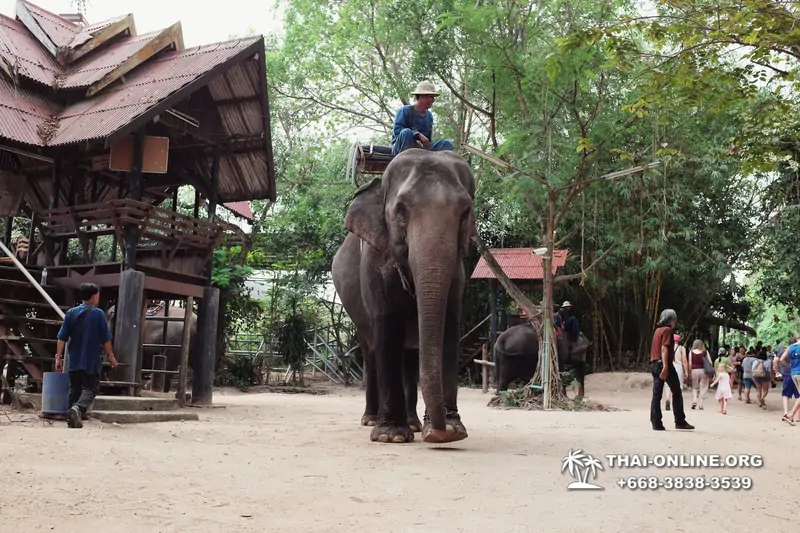 Деревня слонов поездка Тайланд фото Thai-Online 3