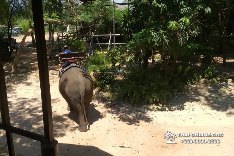 Деревня слонов поездка Тайланд фото Thai-Online 42