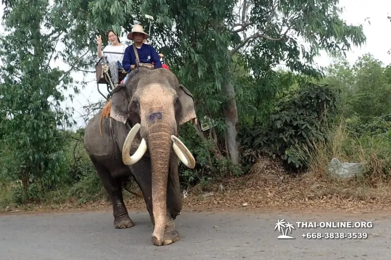 Деревня слонов поездка Тайланд фото Thai-Online 46