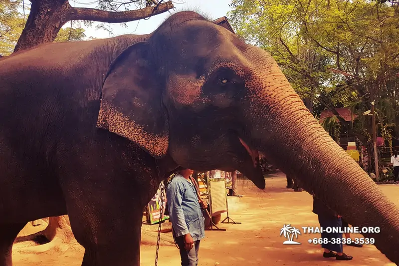 Деревня слонов поездка Тайланд фото Thai-Online 4