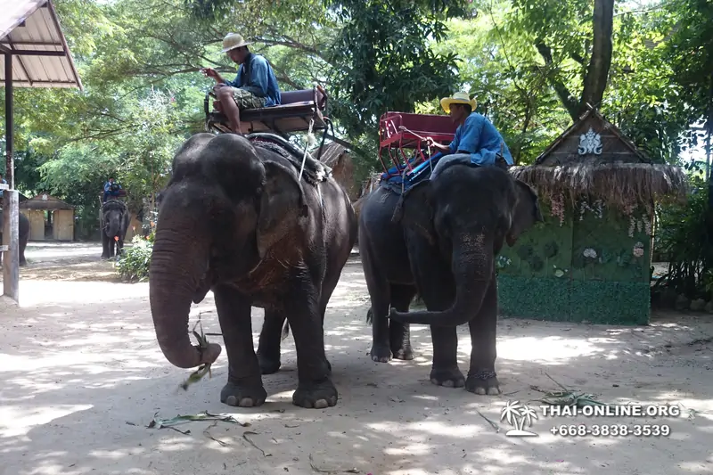 Деревня слонов поездка Тайланд фото Thai-Online 44