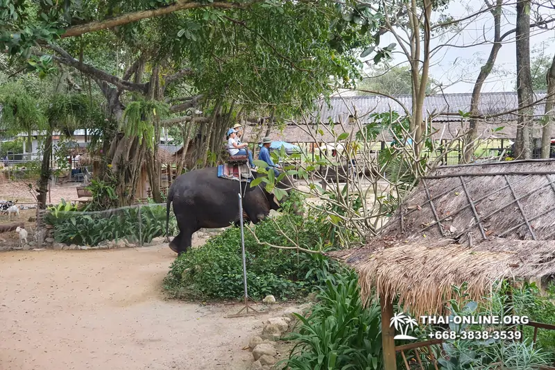Катание на слонах, Деревня Слонов экскурсия компании Magic Thai Online в Паттайе Таиланде фото 17