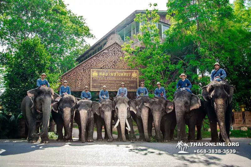 Катание на слонах, Деревня Слонов экскурсия компании Magic Thai Online в Паттайе Таиланде фото 7