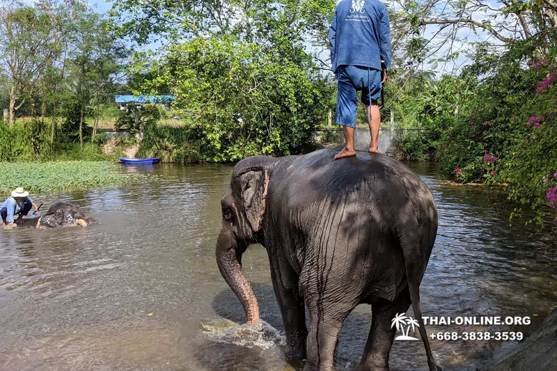 Катание на слонах, Деревня Слонов экскурсия компании Magic Thai Online в Паттайе Таиланде фото 16
