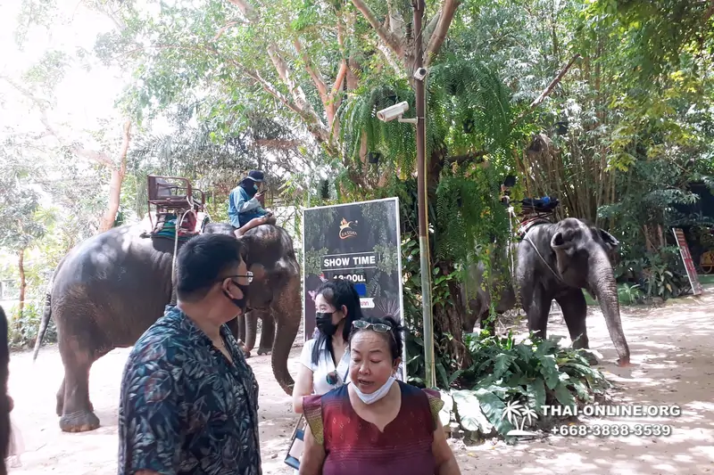 Катание на слонах, Деревня Слонов экскурсия компании Magic Thai Online в Паттайе Таиланде фото 31
