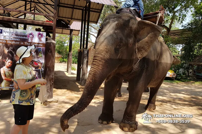 Катание на слонах, Деревня Слонов экскурсия компании Magic Thai Online в Паттайе Таиланде фото 21